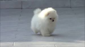 Ils seront identifiés ainsi que vaccines pour la vente. Chiot Spitz Nain Pomeranien Bebe Pom Blanc Youtube