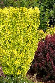 Information provided in the video was taken. Buy Sunjoy Gold Pillar Barberry Free Shipping 1 Gallon Bushes For Sale Online From Wilson Bros Gardens
