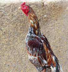 Breed Profile: Shamo Chicken - Backyard Poultry