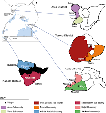 Image result for Agrocharis incognita