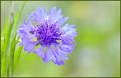 Do april showers really bring may flowers? April Showers Bring May Flowers Definition And Meaning
