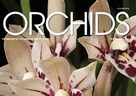 Image result for Angraecopsis gracillima