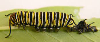 Monarch Life Cycle Metamorphosis Stages Of Development