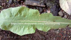 Pin Di Tempuyung Sonchus Arvensis