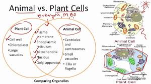 Stores water and nutrients for the cell 5. Plant And Animal Cells Plant And Animal Cells Cells Worksheet Animal Cell