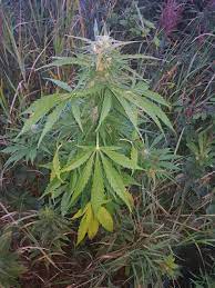 Maybe you would like to learn more about one of these? Outdoor Guerilla Grow Uk 2018 Rollitup