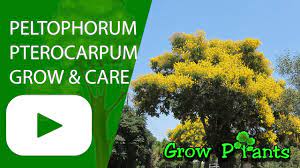 Died july 22, 1981 san francisco. Peltophorum Pterocarpum Grow Care Golden Flamboyant Tree Youtube