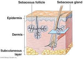 Sebaceous Glands Integumentary System Physiology Dermatology