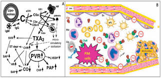In the late 1990s underwriters laboratories changed the definition of a single station co detector with a sound device to carbon. Biomedicines Free Full Text Human Clinical Relevance Of The Porcine Model Of Pseudoallergic Infusion Reactions Html