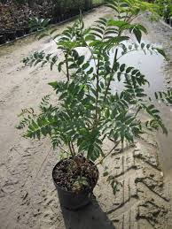 Größere mengen der eberesche solltest du besser nicht roh essen, dennoch ist es eine kostbare und sehr hilfreiche pflanze. Sorbus Aucuparia Eberesche Vogelbeere Drosselbeere 60 100 Www Online Pflanzenversand De
