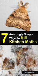 7 Amazingly Simple Ways To Kill Kitchen Moths In 2020 Moth Getting Rid Of Moths Pantry Moths