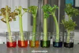 It's a fun spring science activity for kids in preschool and elementary. Celery Science Experiment For Kids Coffee Cups And Crayons