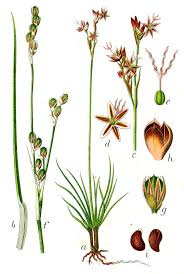 Image result for Juncaceae