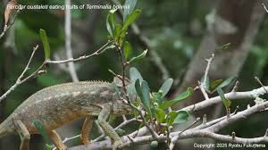 Image result for Terminalia boivinii