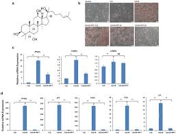 Staying safe in a pandemic environment 2. Protopanaxatriol A Novel Pparg Antagonist From Panax Ginseng Alleviates Steatosis In Mice Scientific Reports