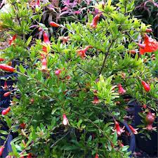 140mm Punica Granatum Nana Dwarf Pomegranate Especies