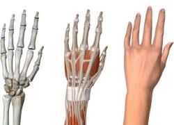 Image result for Hand Anatomy