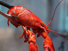 Aug 14, 2018 · at most stores, a lobster will be in the one to four pounds ranging, meaning, the average price will be anywhere from $8 to $60+ for a lobster. Here S Why We Boil Lobsters Alive