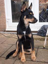 So Basically I Think My Pup Is Handsome Af And I Want To Shove Her In Everyones Face Rottweiler Husky Mix Rottweiler Dogs