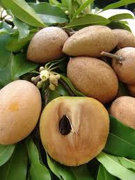 Caribfruits Sapotille Fruits Tropicaux Fruits Tropicaux Legume Exotique Fruits Exotiques