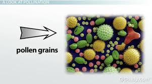 What Is Pollination In Plants Definition Types Video