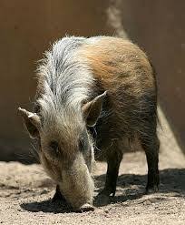 Image Result For Long Haired Pigs Mammals Wild Pig Animals Wild