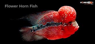 He was born in february last year, so i would. Best Vastu Fishes For Home Aquarium Direction Homes247 In