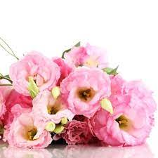 Check spelling or type a new query. Bulk Flowers Wedding Flowers Wholesale Flowers Roses Alstroemeria Sunflowers Carnations Gerbera Wholesale Flowers Lisianthus Diy Wedding Projects