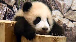 Baby Panda Wallpaper For Android 359 Wallpey