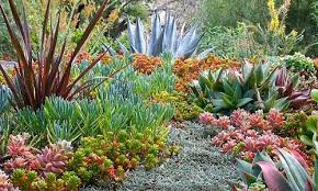 Mediterranean Garden In 2020 Succulent Landscape Design Drought Tolerant Garden Drought Tolerant Plants