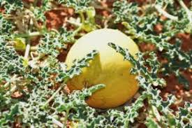 Image result for Cucumis bryoniifolius