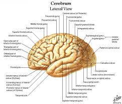 Anatomy And Physiology The Brain Labeling Diagrams Brain Anatomy Physiology Human Anatomy And Physiology