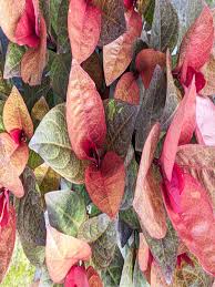 Image result for Pseuderanthemum