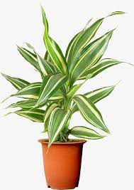 Potted Flower Pot Flower Clipart Pot Clipart Potted Png Transparent Clipart Image And Psd File For Free Download Plant Illustration Simple Acrylic Paintings Green Flower Pots