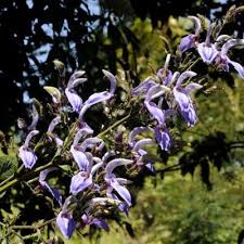 Image result for Brillantaisia madagascariensis