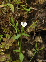 Image result for Canscora alata