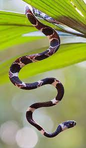 Ornate Snail Eater Dipsas Catesbyi Snake Lovers Beautiful Snakes Reptiles And Amphibians