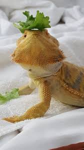 Over 125 safe foods list with nutrients and antinutrients (calcium, oxalates, etc). What Makes A Healthy Bearded Dragon Diet