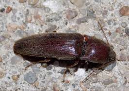 We did not find results for: Click Beetle Insects Of Ohio Inaturalist