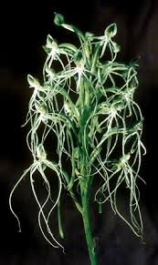 Image result for Habenaria kilimanjari