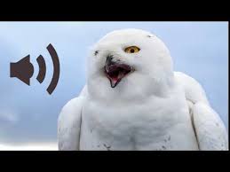 Rumah hantu darmo terletak di jalan puncak permai ii nomor 26, sukomanunggal, surabaya. Pin Oleh Vassili Di Sound Effects Bruitage Gratuit A Telecharger Burung Hantu Burung Burung Hantu Salju