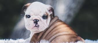 The blue should be shiny and look gray when contrasted against black objects or in the sun (except seal color, as explained here). Exotic And Rare English Bulldogs Pups Breeding For Real Colors Dreamy Bulldogs