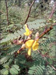 Image result for Sesbania sesban