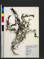 Image result for Najas graminea