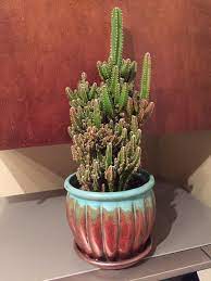 Cactus berries and fruits supply nutrients and water in edible, energizing, flavorful, life sustaining, nutritious ways. Do I Need To Prune Or Trim My Cactus Was A Gift And Would Like Advice On Care And Maintenance Thanks Also Help With Id Cactus