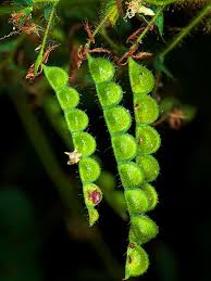 Image result for Aeschynomene