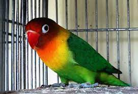 Jenis burung lovebird atau burung cinta adalah salah satu burung dari sembilan jenis spesies genus agapornis. Harga 5 Suara Burung Lovebird Josan Ngetik Jenis Dan Gambar