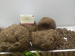 Saat ini petani porang di kabupaten muaro jambi masih mengelola secara swadaya (mandiri), mereka butuh support. Juragan Porang Home Facebook