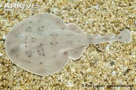 Like their larger cousins, the long tail and short tail stingrays, they. Learn About Caribbean Electric Rays With Tfui Electric Ray Endangered Species Project Caribbean