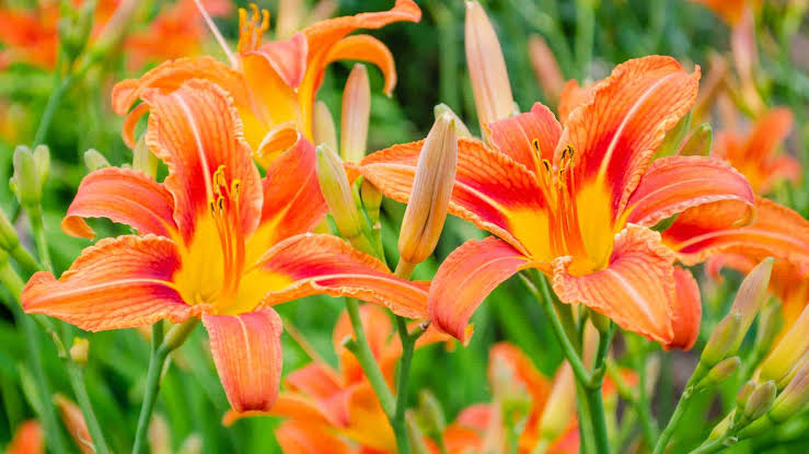 Daylilies: a perfect choice for beginners